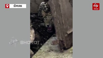 કોડીનારના ડોળાસા ગામે દીપડો ઘરમાં ઘૂસ્યો, પરિવારના શ્વાસ થયા અધ્ધર