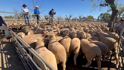 Dubbo lambs set new national price record