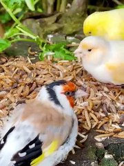 A look into the aviary following today_s feeding with different frozen insects. Remember_ the insects are eaten by more or less all the species - including_1
