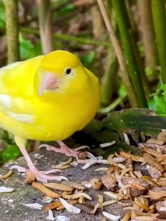 A look into the aviary following today_s feeding with different frozen insects. Remember_ the insects are eaten by more or less all the species - including (