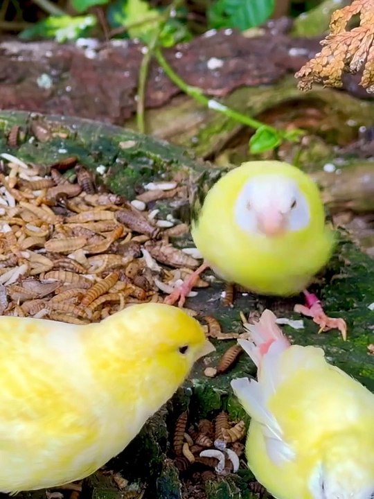 A look into the aviary following today_s feeding with different frozen insects. Remember_ the insects are eaten by more or less all the species - including_3