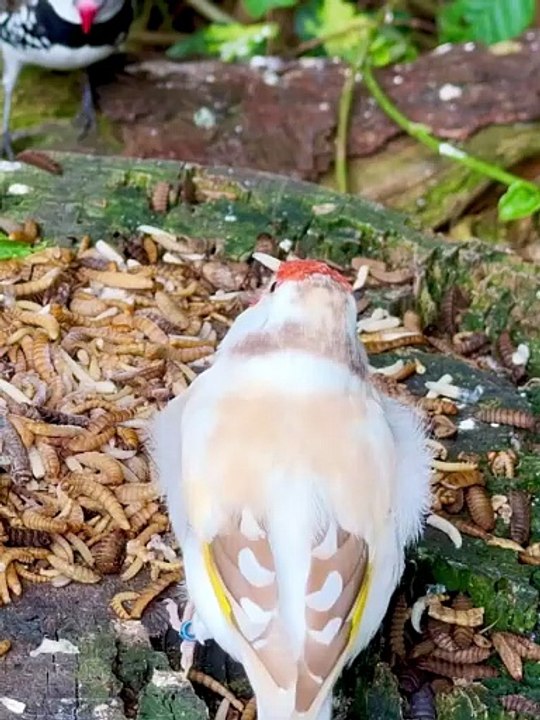 A look into the aviary following today_s feeding with different frozen insects. Remember_ the insects are eaten by more or less all the species - including_5