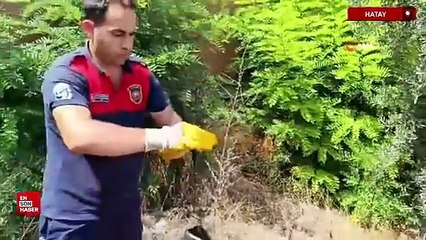 Hatay'da ayağına poşet dolanan kuş itfaiye ekiplerince kurtarıldı