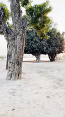 Sukoon ❤ #maxrecords #villagelife #larkana #sindh #pakistan