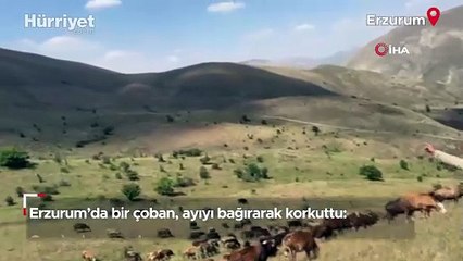 Erzurum’da bir çoban, ayıyı bağırarak korkuttu: O anlar kamerada