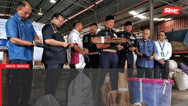 Sindiket kayu gaharu diserbu, rampasan lebih RM100 juta