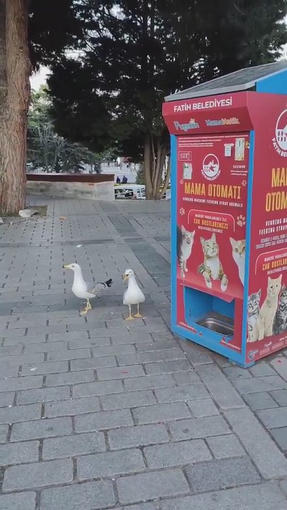 Las gaviotas que pretendían ser gatos: se acercan a una máquina de comida solo para felinos