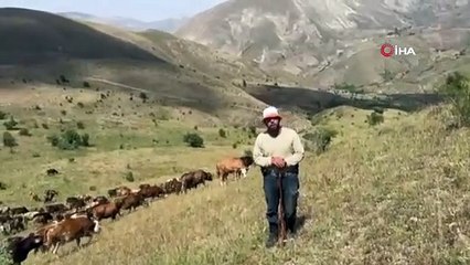 Ayıyı Bağırarak Kaçırttı