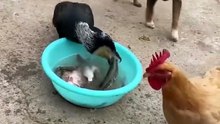 The greedy #bird... one #fish is not enough #FunnyVideos #Comedy #Funny