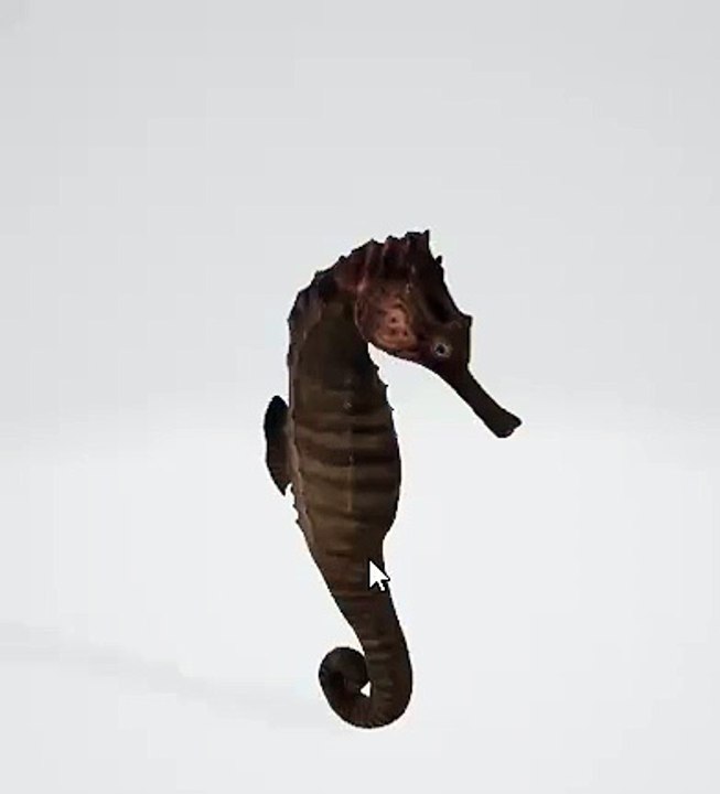 🌊🐴 Amazing Seahorse Facts You Didn’t Know! | Nature’s Most Unique Creature