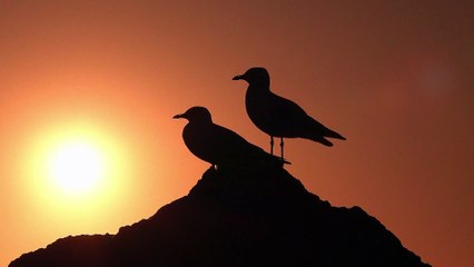 entertainment,online earning,relaxing,comedyshorts