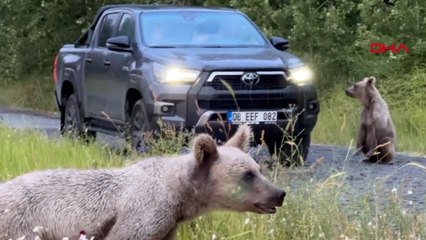 Ayıları besleyen ziyaretçilere uyarı: Hazır yemeğe alıştılar, anne ayılar tehlikeli olabilir