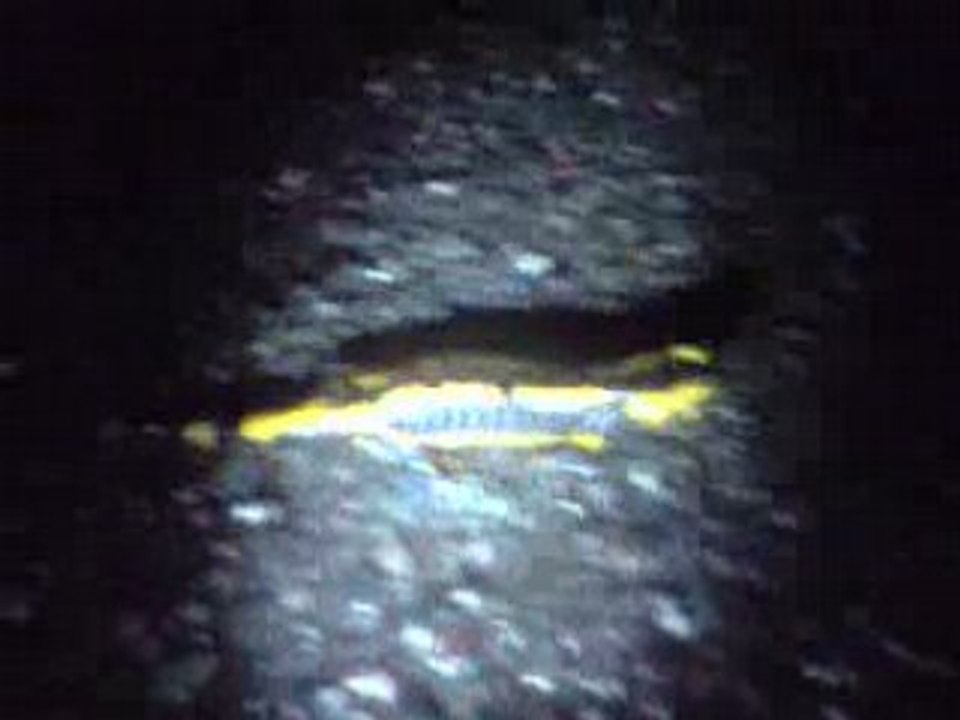 Une salamandre en vadrouille