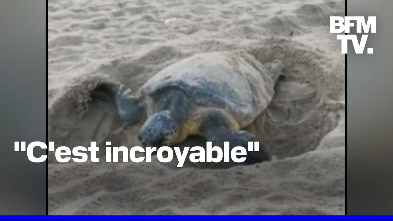 Une tortue pond ses œufs sur une plage varoise, le festival de musique contraint de déménager, le festival de musique contraint de déménager