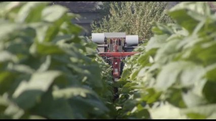 Coldiretti e Philip Morris, alleanza sul tabacco verso il 2034