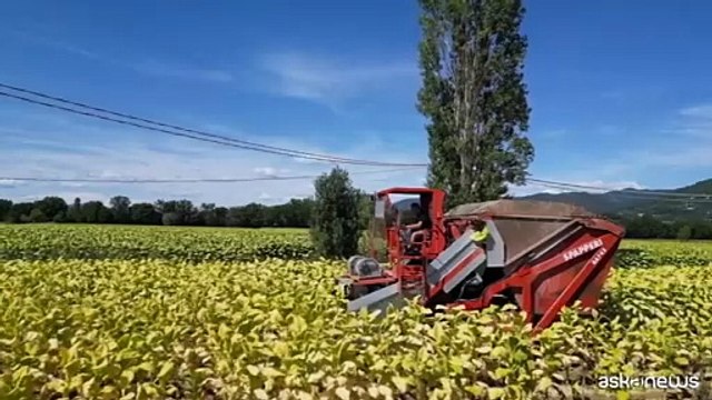 Coldiretti e Philip Morris, alleanza sul tabacco verso il 2034