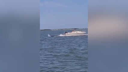 Una ballena de 6 metros pierde la vida al chocar con un barco