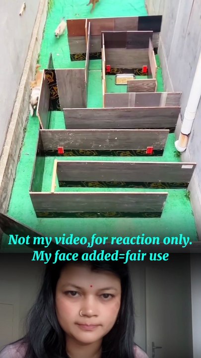 Dogs funny competition🤣