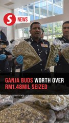 Cops seize 42.3kg of ganja buds in Kuala Lumpur