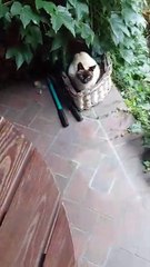 New Plant in the Pot? Nope — Just the Cutest Gardener Ever! 🌿🐾 #cats #funnycats #shorts