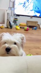 What's it like to see a puppy express its needs? A heartwarming moment beyond imagination!
