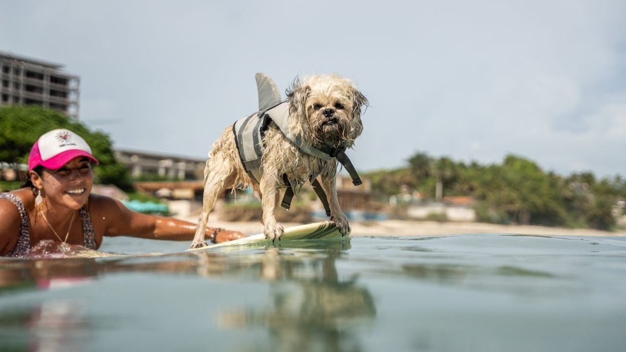 Rescued Dog Now Lives Best Life Surfing With Owner | Happily TV