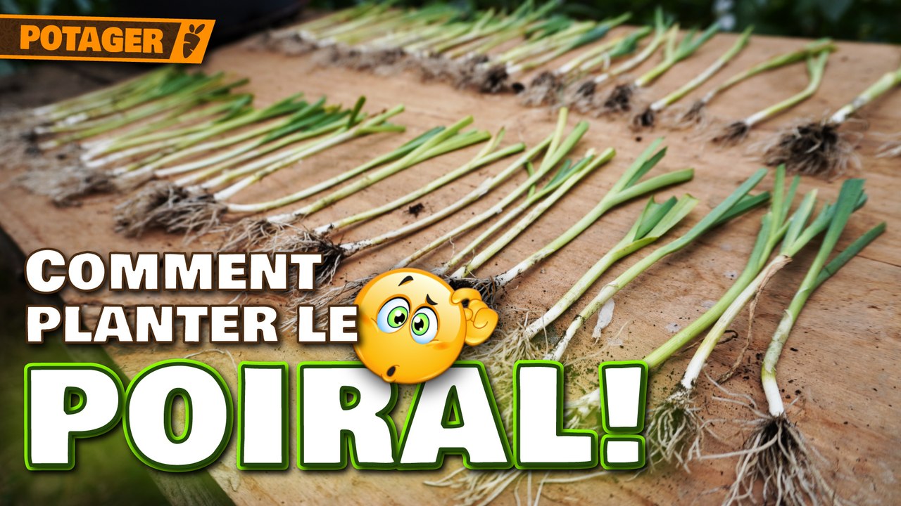 Comment PLANTER les POIREAUX comme UN PRO  | Astuces contre le vers +  technique de l'habillage!