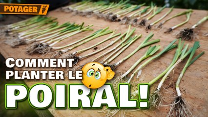 Comment PLANTER les POIREAUX comme UN PRO 🌱 | Astuces contre le vers + technique de l'habillage!