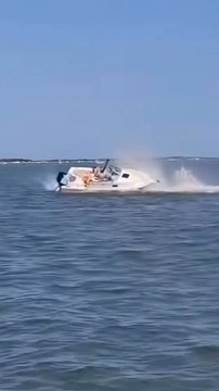 Une baleine percute un bateau de plaisance