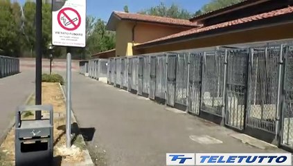 Video News - Animali abbandonati, 6300 interventi