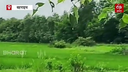 बहराइच में किसान के खेत में पहुंचा तेंदुआ; ग्रामीणों में हड़कंप, मची भगदड़