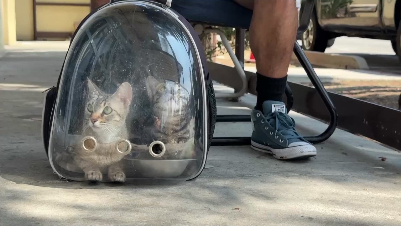 ICE detention risks rise; pet owners warned to have emergency plans