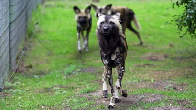 Award-winning Yorkshire Wildlife Park has welcomed two new endangered African Painted Dogs to the pack