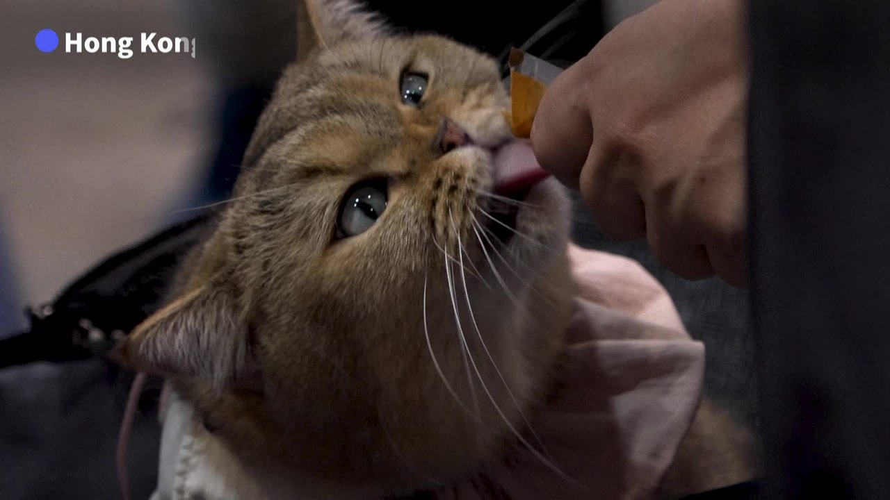 Concours de beauté et aliments premium: les chats, stars d'un salon à Hong Kong