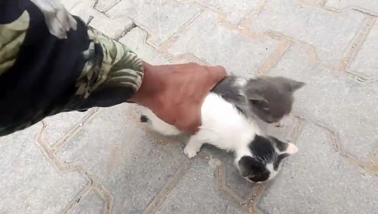 Feeding street cats