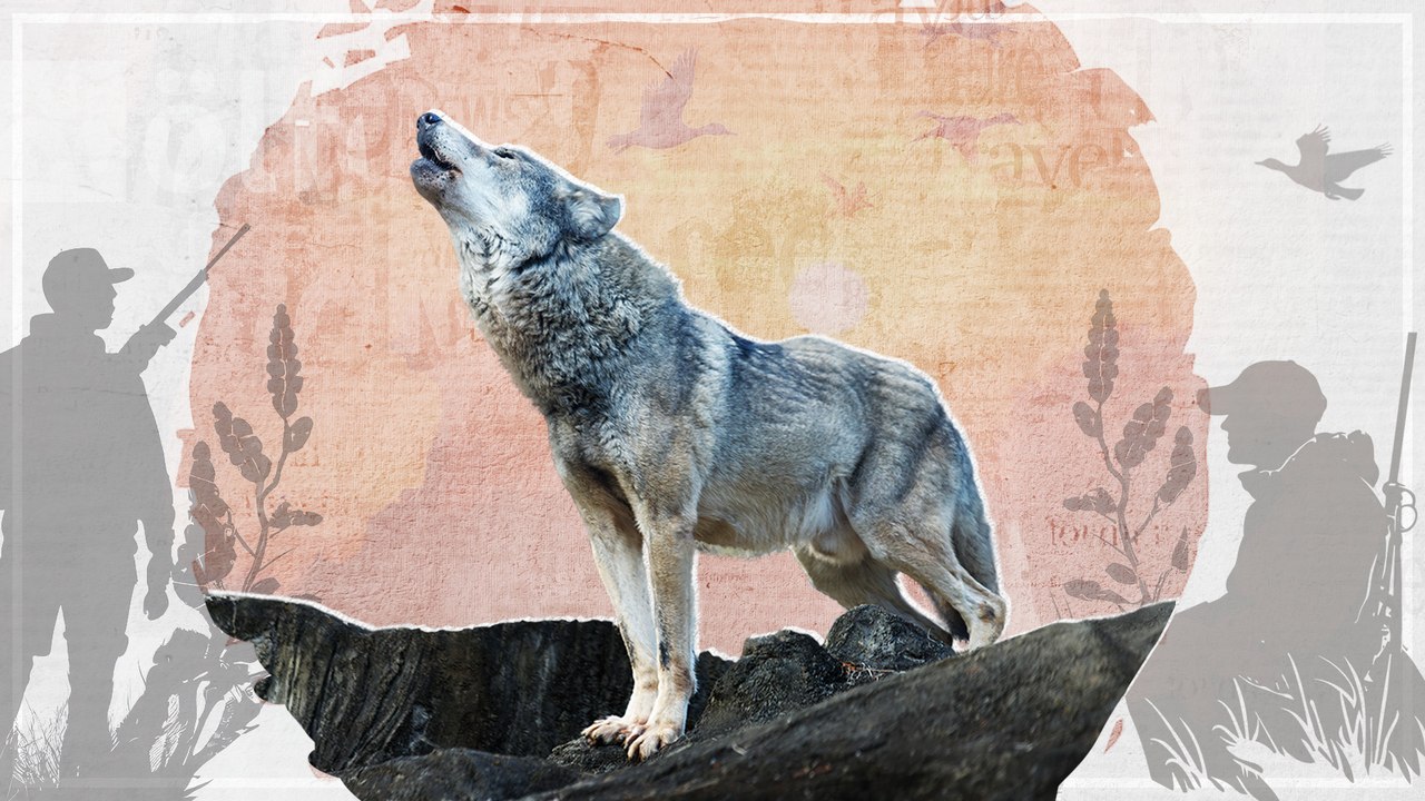 Jagen oder schützen: Wie gefährlich ist der Wolf? | Österreich, erklärt