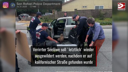Verirrter Seelöwe soll 'letztlich' wieder ausgewildert werden, nachdem er auf kalifornischer Straße gefunden wurde