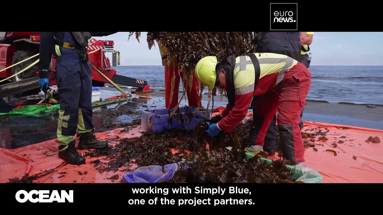 Same space, two harvests: Euronews visits the first seaweed farm at an offshore wind park
