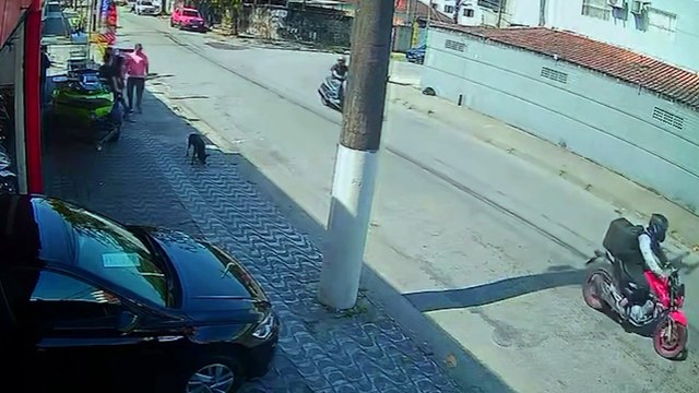 Cão enfrenta assaltantes e impede roubo; arma de criminoso falha durante assalto