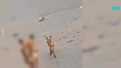 Peregrine Falcon Declares War on Red Fox Near Cliffside Nest