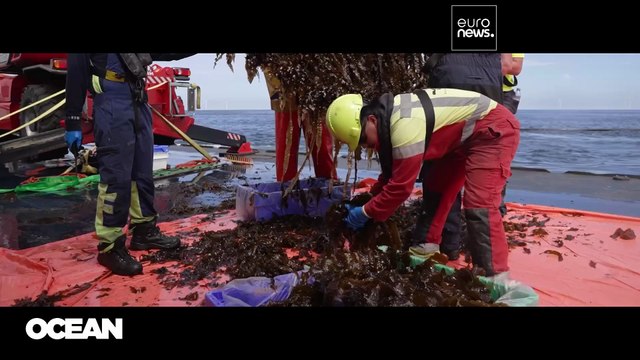 Stesso spazio, due raccolti: Euronews visita la prima coltura di alghe in un parco eolico offshore