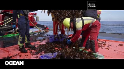 Stesso spazio, due raccolti: Euronews visita la prima coltura di alghe in un parco eolico offshore