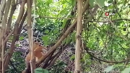 Davetsiz misafir şaşırttı! 'Sincap kardeş ekmeğimi niye çaldın'