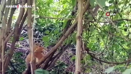 Davetsiz misafire böyle seslendi: "Kardeş ekmeğimi niye çaldın?"