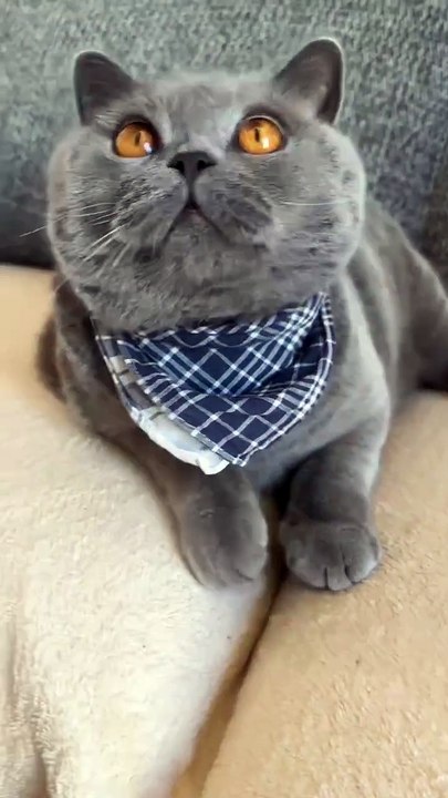 Que linda canción Michi 😽