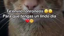 Hay michito 😽