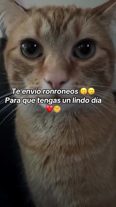Hay michito 😽