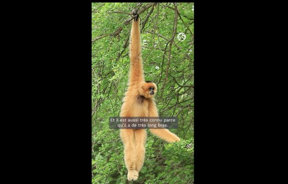 Chanee : le Gibbon, ce petit grand singe très bruyant !