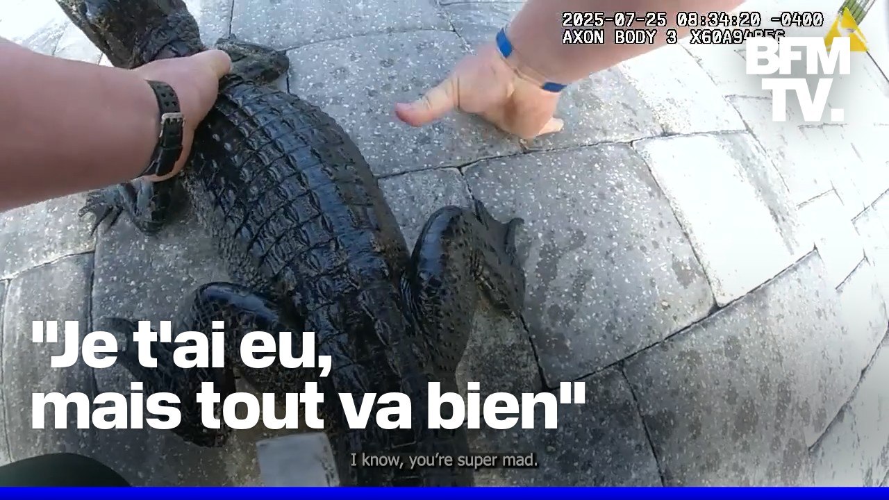 Un policier retire à mains nues un alligator d'une piscine en Floride