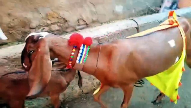 Corss Breed Goat/Milky Goat/Beetal Cross Goat/Goats in Pakistan/Healthy Goat/Rajanpuri Cross Goat